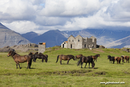 chevaux_Islande_15-08-01_16-16-21_037.jpg