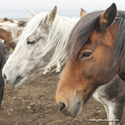 chevaux_Islande_15-08-05_13-58-17_002.jpg