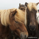 chevaux_Islande_15-08-05_13-59-41_006.jpg