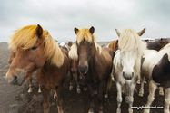 chevaux_Islande_15-08-05_13-59-46_008.jpg
