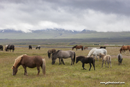 chevaux_Islande_15-08-10_16-40-48_005.jpg