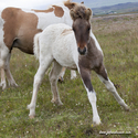 chevaux_Islande_15-08-10_16-42-43_016.jpg