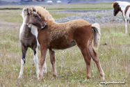 chevaux_Islande_15-08-10_16-44-50_025.jpg