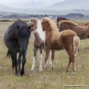 chevaux_Islande_15-08-10_16-45-18_027.jpg
