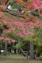 kyoto_10-11-13_16-11-52_082.jpg