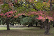 kyoto_10-11-13_16-12-28_083.jpg