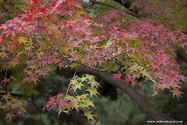 kyoto_10-11-13_16-14-23_086.jpg