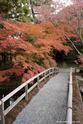 kyoto_10-11-16_11-27-19_403.jpg