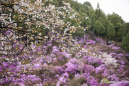 kyoto_13-04-07_16-04-53_002.jpg