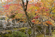 kyoto_10-11-14_11-25-08_131.jpg