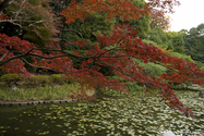 kyoto_10-11-13_14-18-32_026.jpg