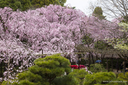 kyoto_13-04-02_05-49-01_012.jpg