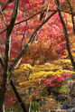 kyoto_10-11-15_15-00-38_343.jpg