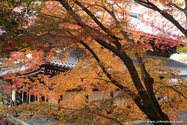 kyoto_10-11-15_15-51-10_354.jpg