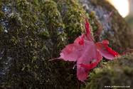 kyoto_10-11-17_13-29-27_581.jpg