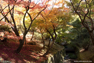 kyoto_10-11-19_10-06-00_707.jpg