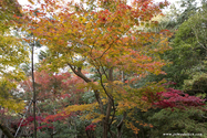 kyoto_10-11-16_15-37-16_458.jpg