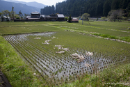 kumano_kodo_13-04-15_10-48-48_008.jpg