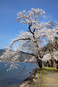 lac_biwa_13-04-09_11-04-51_006.jpg