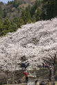 lac_biwa_13-04-09_11-06-11_007.jpg