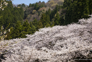 lac_biwa_13-04-09_11-07-11_008.jpg